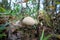 Young Lycoperdon perlatum mushroom known as common puffball.