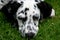 Young lying dalmatian dog