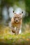 Young Lynx in green forest. Wildlife scene from nature. Walking Eurasian lynx, animal behaviour in habitat. Cub of wild cat from G