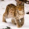 Young lynx in winter