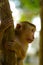 Young macaca monkey climbing on a tree.