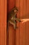 Young macaca monkey hanging on a wooden wall and holds finger or part of human hand. Contact with people.