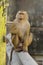 Young macaca monkey sitting on stone playing with somthing in his hands.