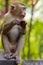 Young macaca monkey sitting on a wall.