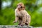 A young Macaca sylvanus monkey in the rain