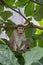 Young Macaque amongst the leaves