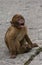 young macaque begging for food in St. Michael\\\'s road, Gibraltar