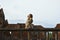 Young macaque eating