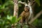 Young macaque monkey on branch