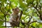 Young macaque monkey on branch