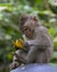 Young Macaque in Monkey Forest, Ubud Bali