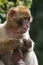 a young macaque sits on a railing, Gibraltar