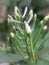 Young Madhobilota flower