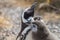 A young Magellanic penguin chick ` Spheniscus magellanicus ` and parent.