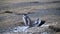 Young Magellanic Penguins still shedding their feathers, standing by their nest