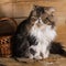 Young magnificent cat of the Persian breed near a basket against the background of in style a rustic