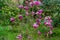 Young Magnolia Susan Magnolia liliiflora x Magnolia stellata blooming in spring ornamental garden