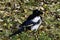 Young magpie