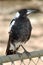 Young Magpie