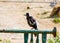 Young Magpie Australian standing on the rusty steel bar.