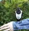 Young magpie chick