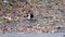 Young magpie is looking for food on the ground