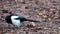 Young magpie is looking for food on the ground