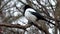 Young magpie sits on a branch and wind blows her feathers