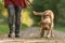 Young  Magyar Vizsla hound. female dog handler is walking with  dog on the road in a forest. Dog pulls on the leash