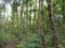 Young mahogany forest at java