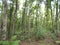 Young mahogany forest at java 2