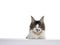 Young Maine Coon cat on white background