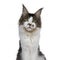 Young Maine Coon cat on white background