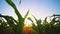 Young maize corn in cornfield with blowing wind with sun shines