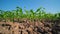 Young maize corn in cornfield on blue sky, low angle and slider shots