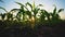 Young maize corn in the cornfield in evening and light shines sunset