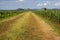 Young maize crop