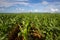 Young maize crop