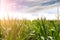 Young maize harness in spring sunny day