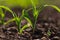 young maize plant and field