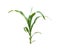 Young maize plant isolated