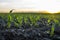 Young maize seedling growing on corn field in spring. Beautiful agricultural countryside. Saplings in lines with shining