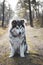 Young Malamute boy sitting on a forest path