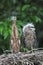 Young Malayan Night Heron