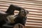 Young malayan sun bear playing with paw in the mouth while resting on a wooden roof, Borneo, Malaysia