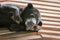 Young malayan sun bear resting on a wooden roof, Borneo, Malaysia