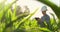 Young male agronomist or agricultural engineer observing green rice field with digital tablet and pen for the agronomy