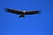 Young male andean condor flying close