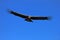 Young male andean condor flying close