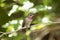 Young Male Anna\'s Hummingbird